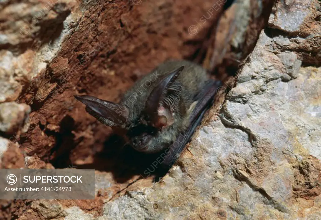 european long-eared bat plecotus austriacus