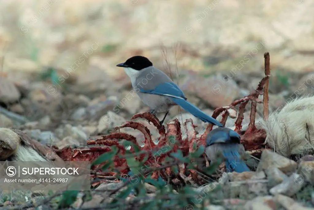 azure-winged magpies cyanopica cyana on carcass spain 