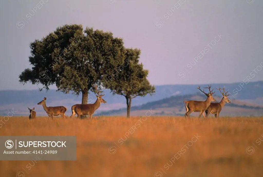 red deer group cervus elaphus spain 