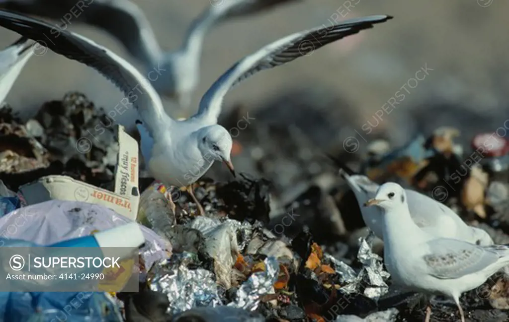 black-headed gulls spain larus ridibundus scavenging at rubbish tip 