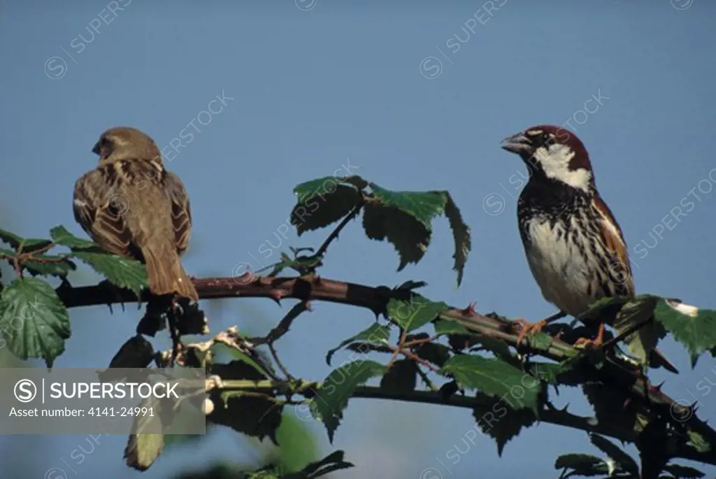 spanish sparrow passer hispanolensis pair on branch (female on left) spain 