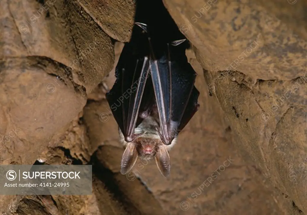 bechstein's bat roosting in cave myotis bechsteini spain 