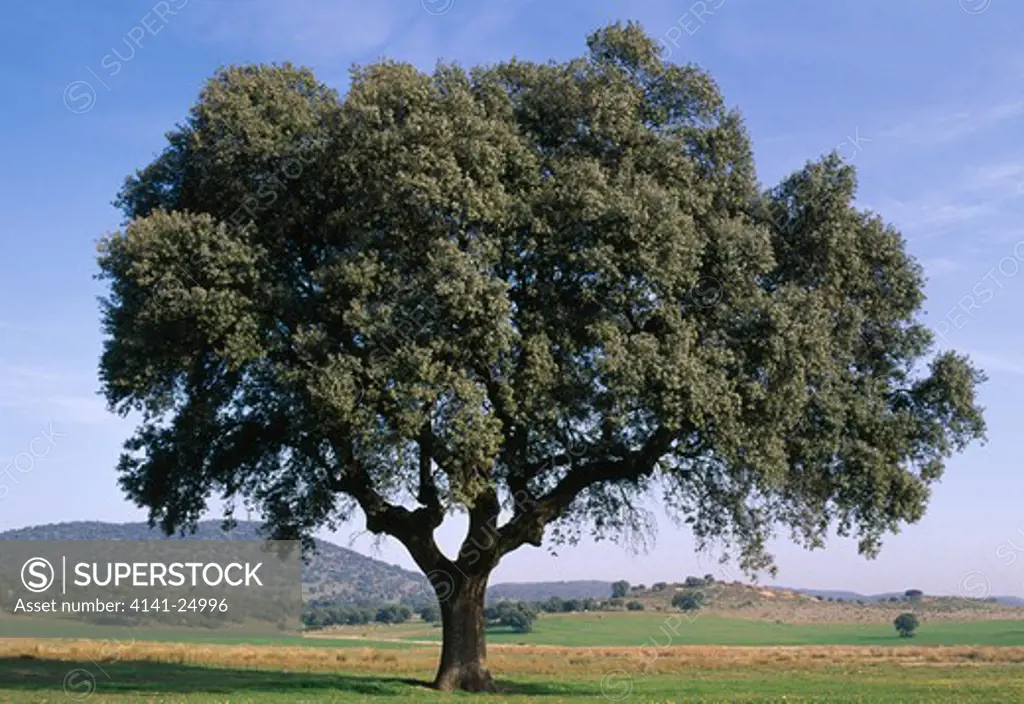 holm oak spain quercus ilex rotundifolia