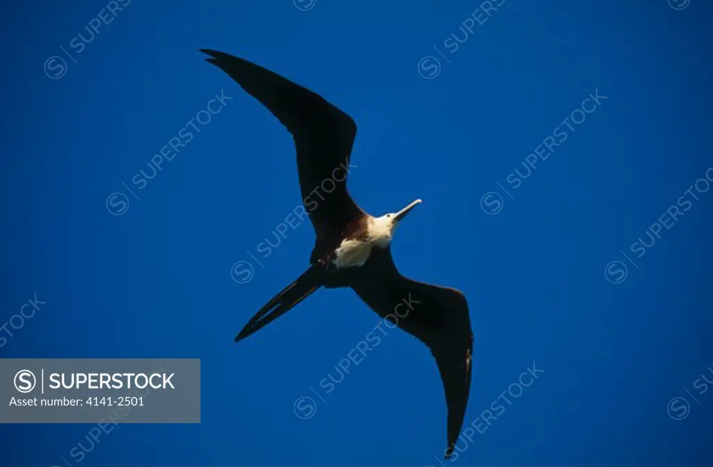 magnificent frigatebird fregata magnificens juvenile flying honduras. 