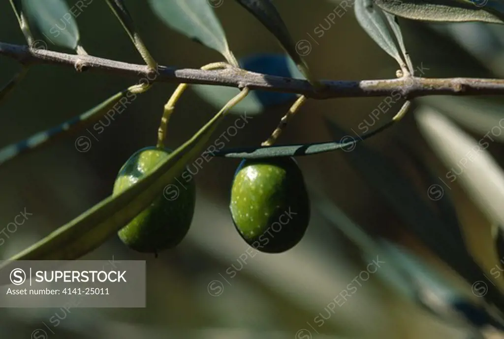 olive branch with fruit olea europaea spain 