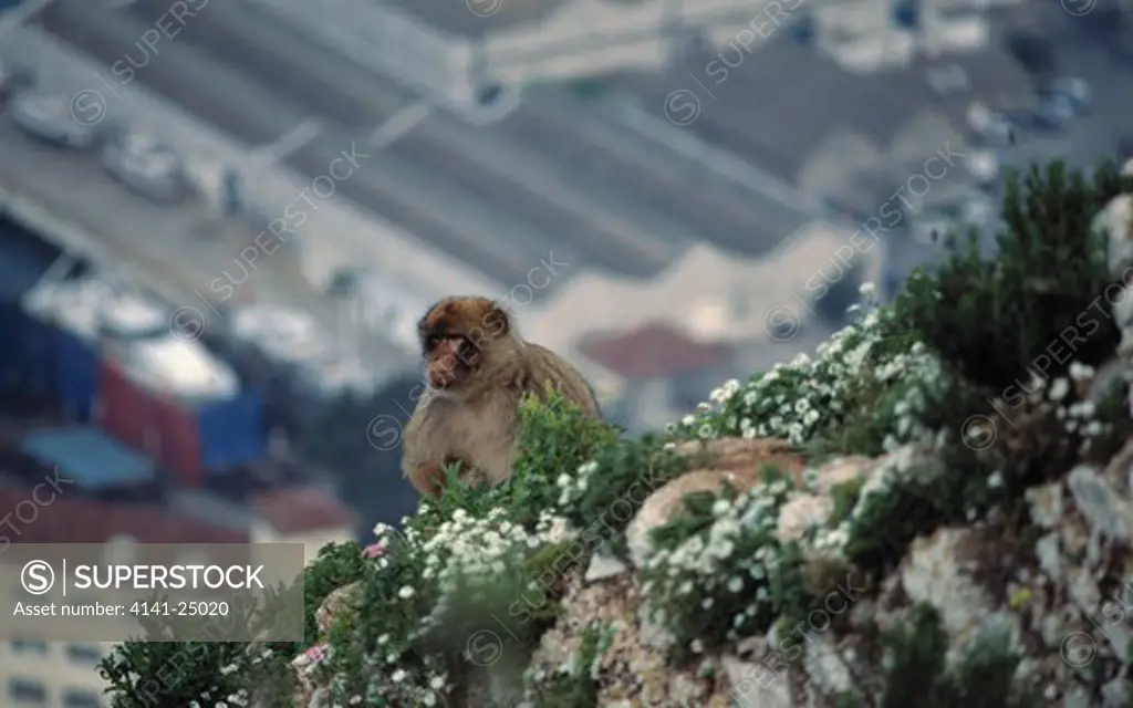 barbary macaque on cliff macaca sylvanus gibraltar 
