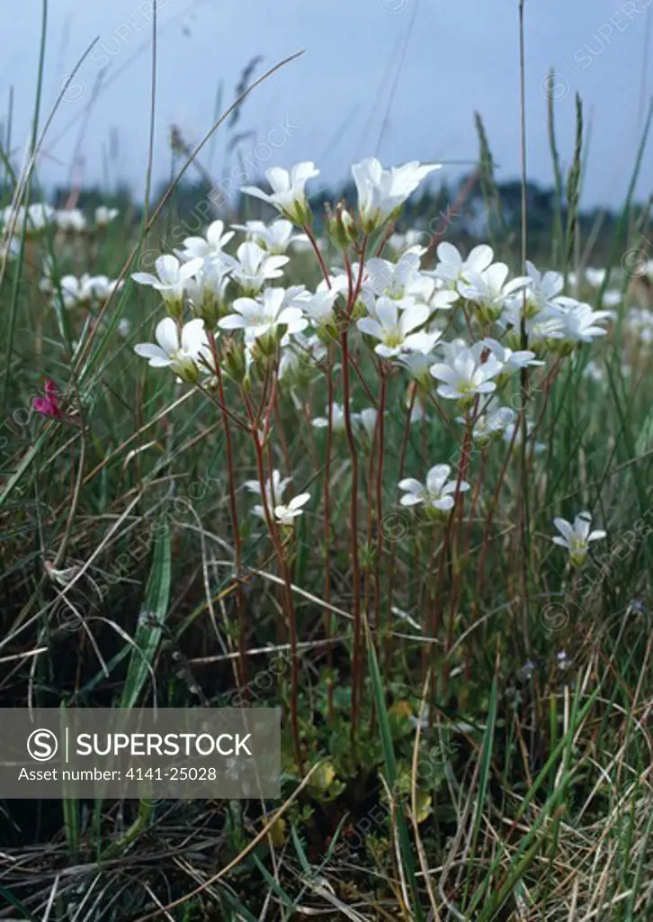 meadow saxifrage saxifraga granulata clump in flower 