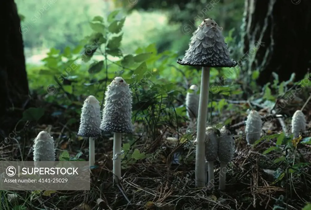 shaggy ink cap or lawyer's wig coprinus comatus shady meadows: early autumn gastronomic delicacy