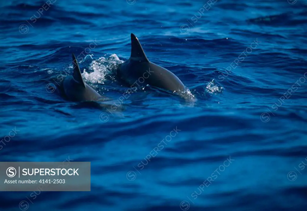 spinner dolphin hawaiian race stenella longirostris two swimming at ocean surface midway atoll, north western hawaii, usa 