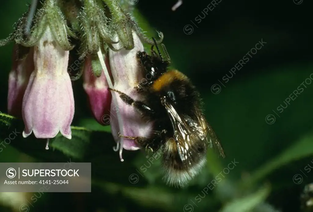 buff-tailed bumblebee bombus terrestris stealing nectar from comfrey by cutting bottom of flower 