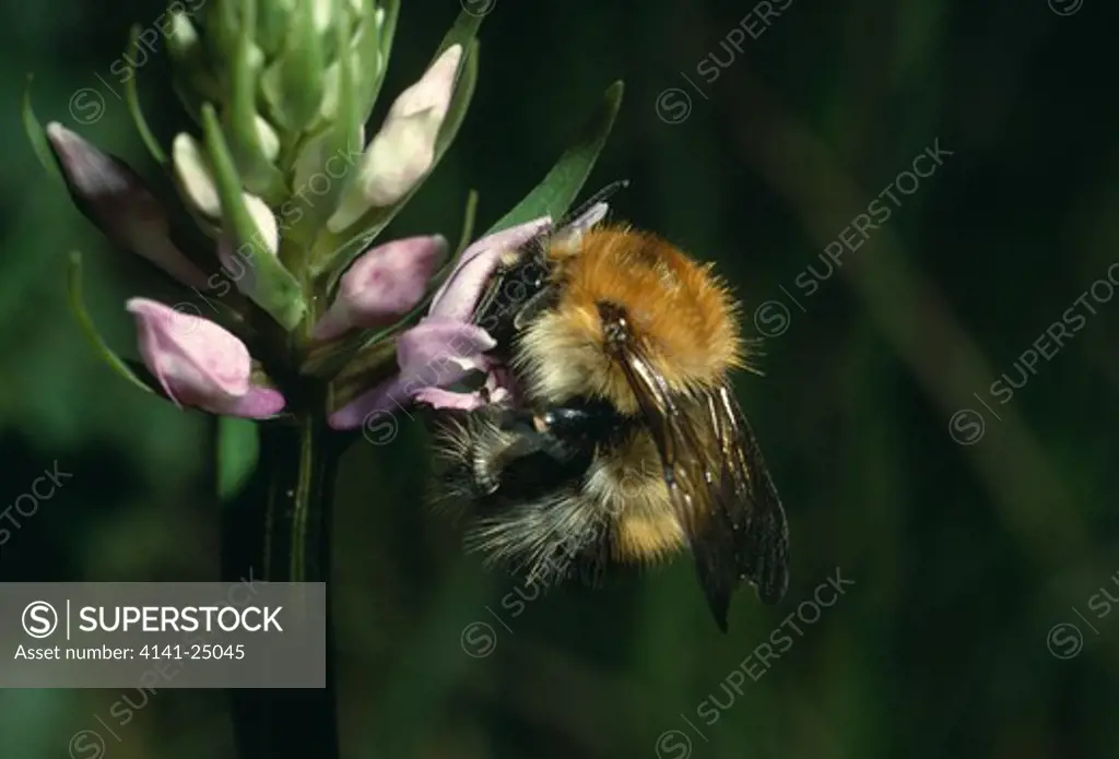 tawny bumblebee sipping nectar bombus pascuorum from common spotted orchid 
