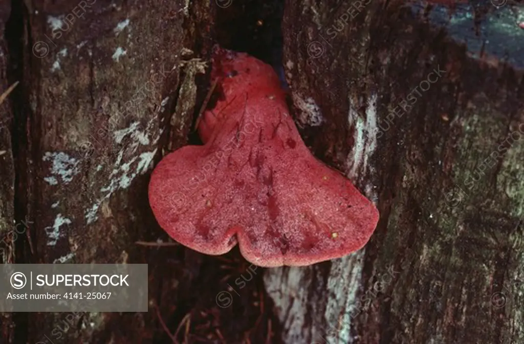 beefsteak fungus fistulina hepatica very common in autumn on trunks of oak edible 