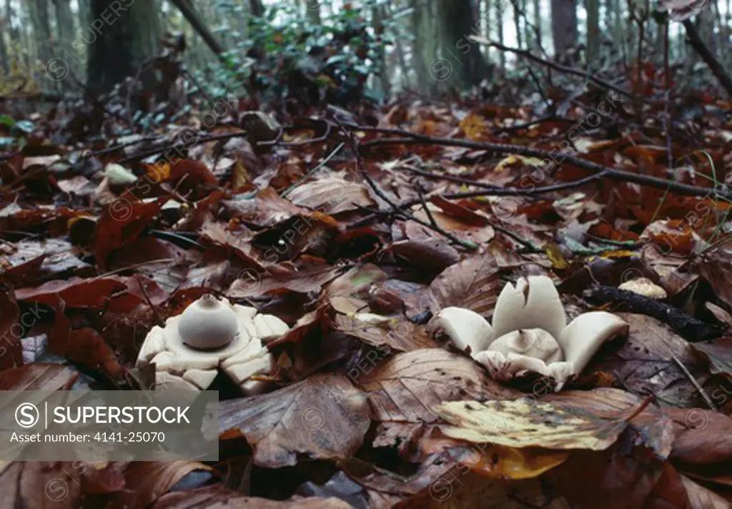 collared earthstar fungus geastrum triplex uncommon and inedible summer & autumn.