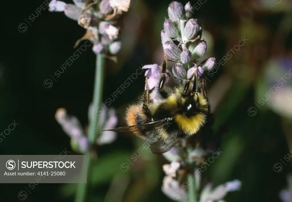 red-tailed bumblebee bombus lapidarius male on lavender 