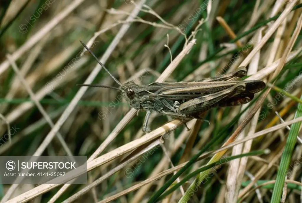 common field grasshopper chorthippus brunneus male