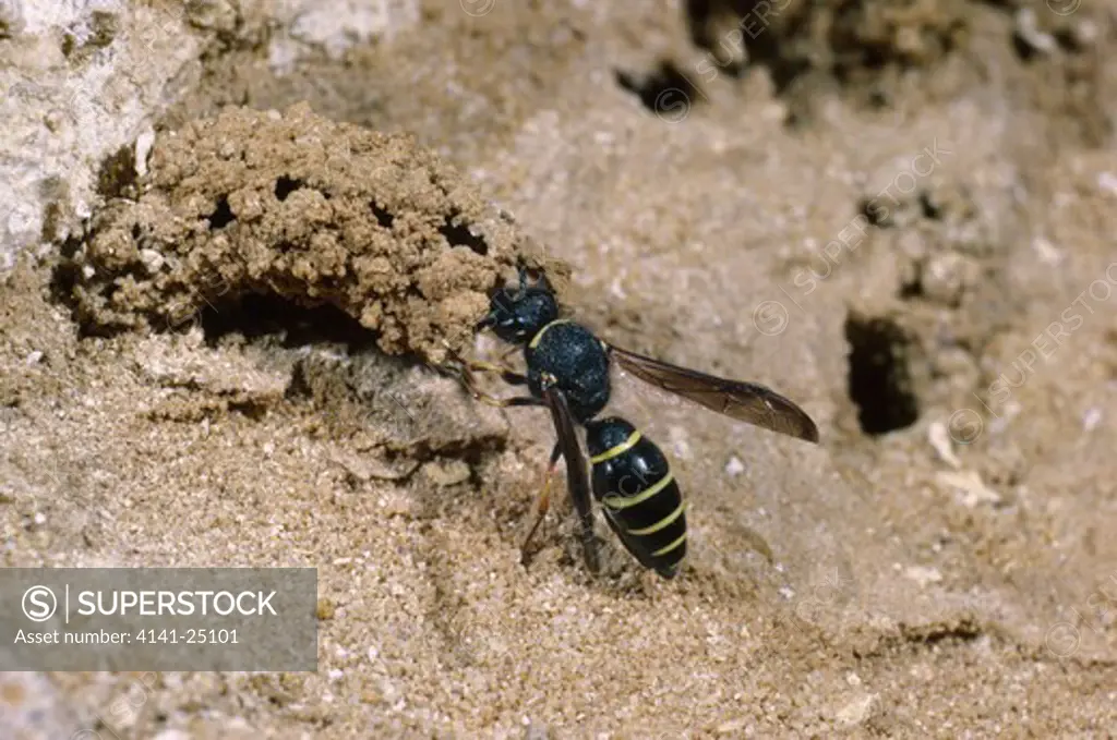 mason wasp female at nest odynerus spinipes