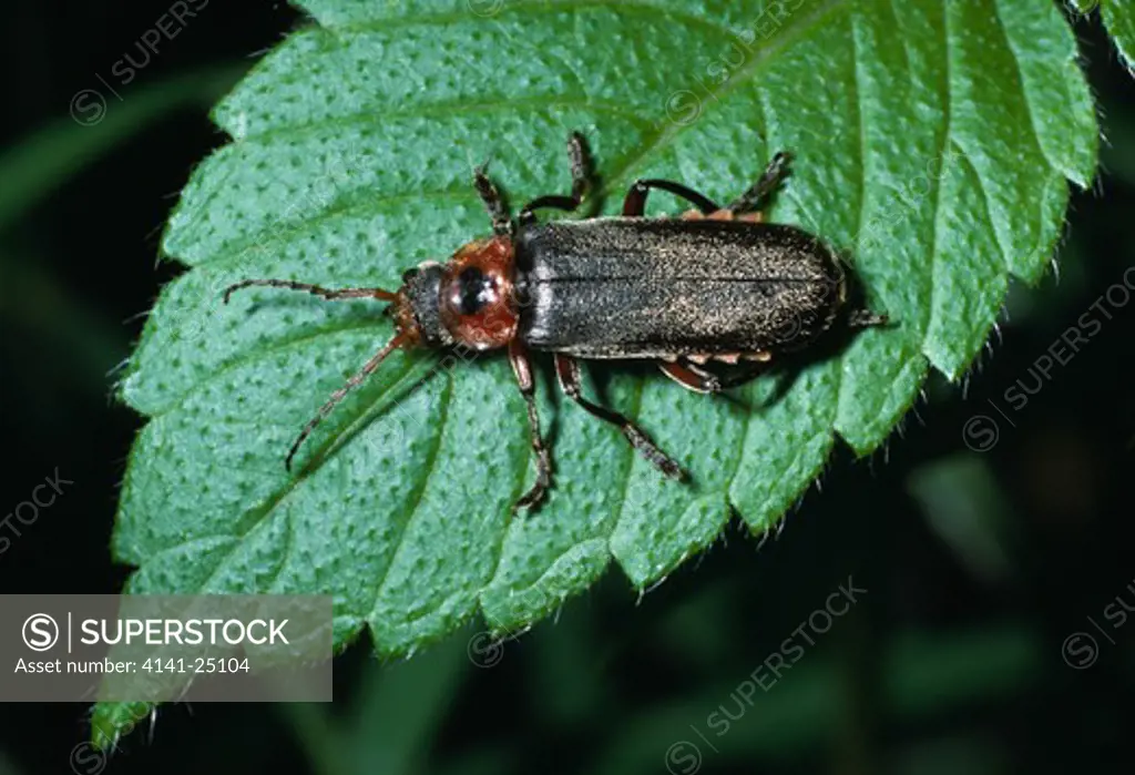 soldier beetle on leaf cantharis rustica 