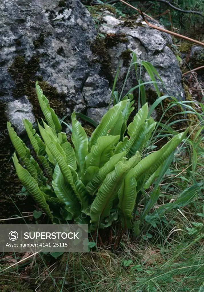 hart's tongue fern phyllitis scolopendrium