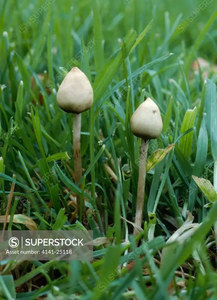 liberty cap or magic mushroom psilocybe semilanceata found on lawns, paths & verges. poisonous, containing hallucinogen psilocybin.