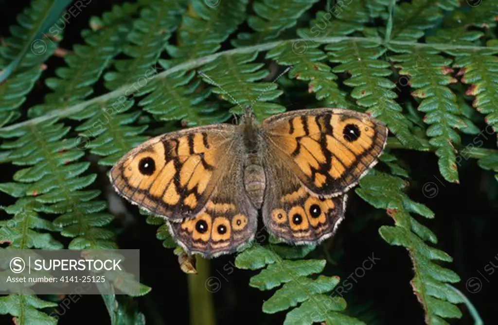 wall brown butterfly lasiommata megera on fern, wings open 