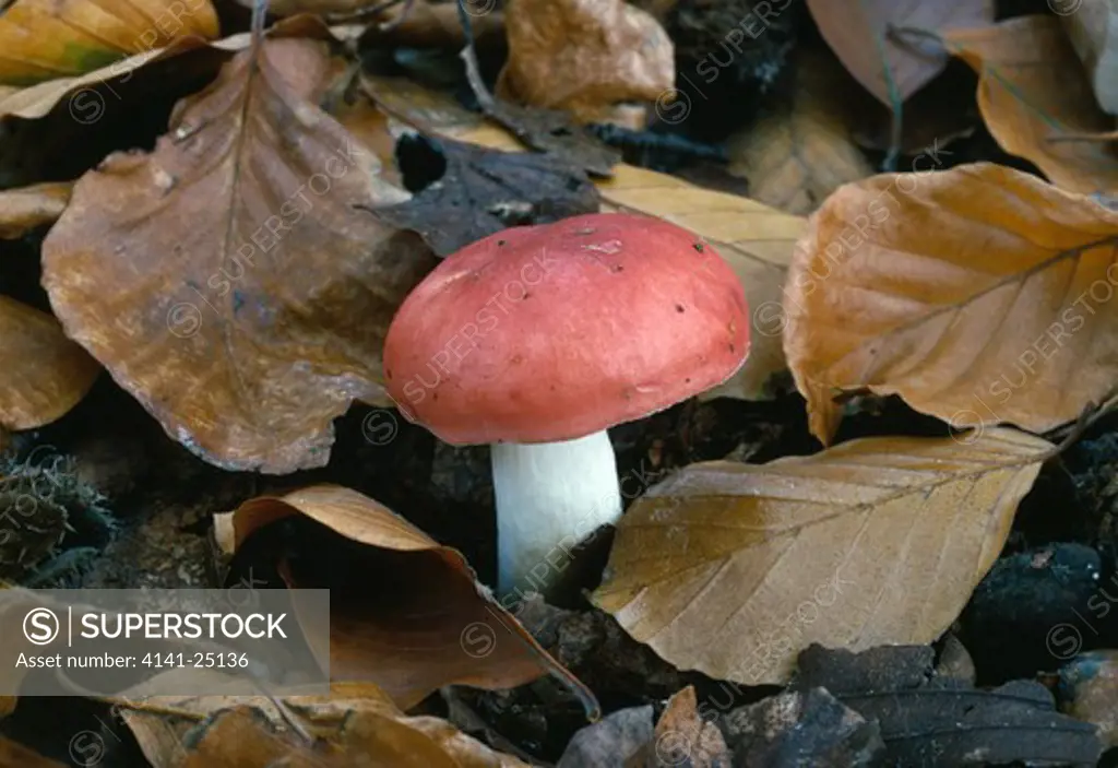 beechwood sickener russula nobilis or russula mairei emerging from leaf litter