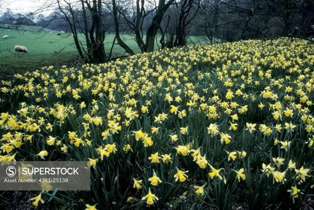 wild daffodil mass in flower narcissus pseudonarcissus farndale, northern yorkshire, northern england 