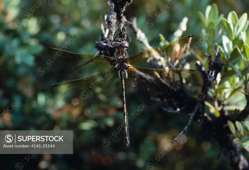 orange-spotted emerald dragonfly oxygastra curtisii immature female, europe endangered