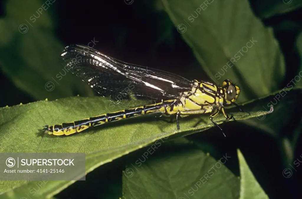 dragonfly immature male gomphus graslini uk rare species