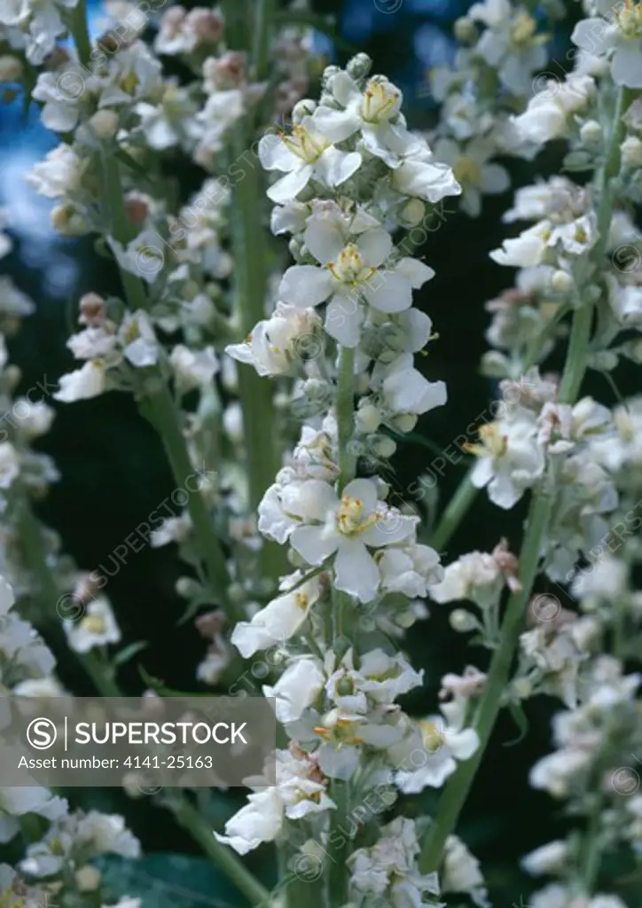 white mullein inflorescence verbascum lychnitis arundel, west sussex, england 