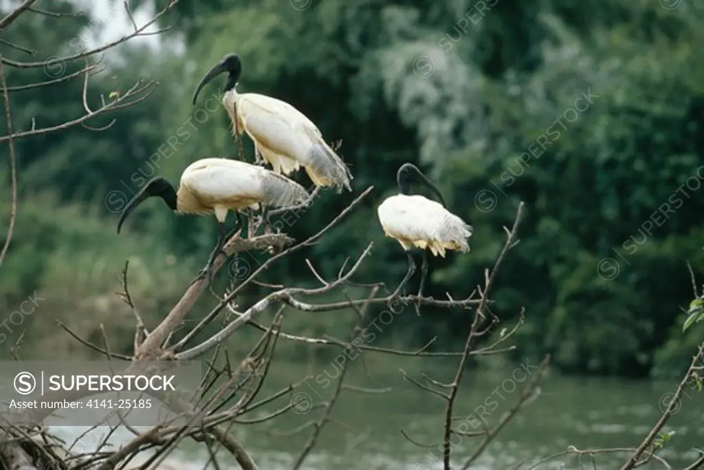 black-headed ibis group threskiornis melanocephalus ranganthitoo, southern india