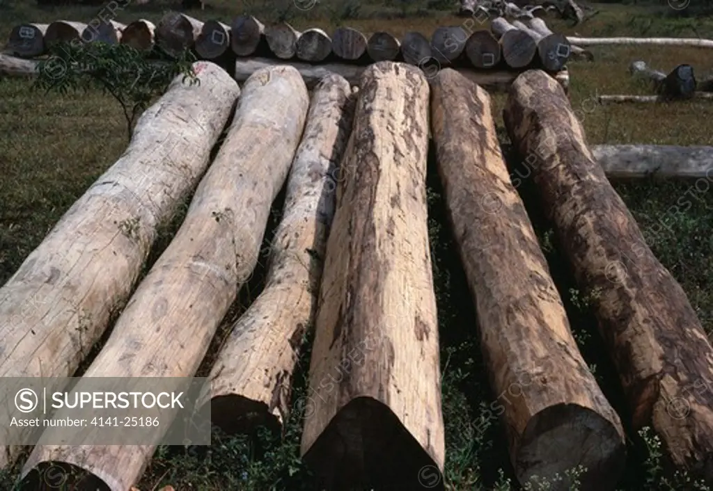 rosewood hardwood logs for sale kadur, south india 