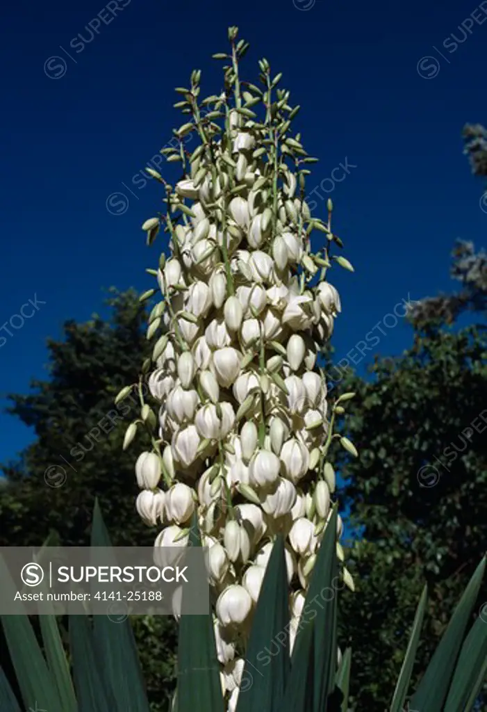 yucca in flower yucca sp. southern india