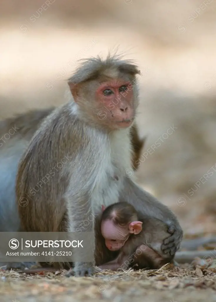 bonnet macaque cradling young macaca radiata karnataka, southern india 