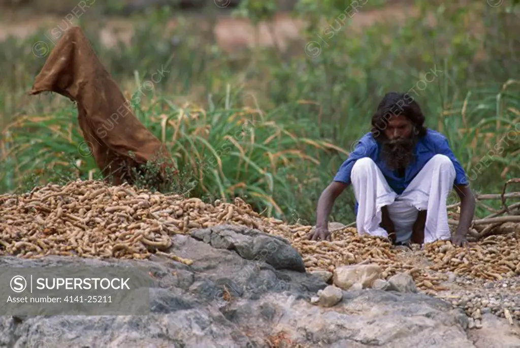 tamarind being dried by kurba tribesman karnataka, southern india 