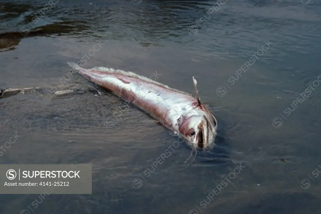 dead catfish blasted by dynamite kabini river, karnataka, south india 