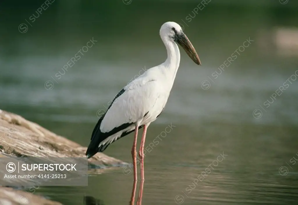 asian open-bill stork anastomus oscitans ranganthitoo bird sanctuary, karnataka, southern india