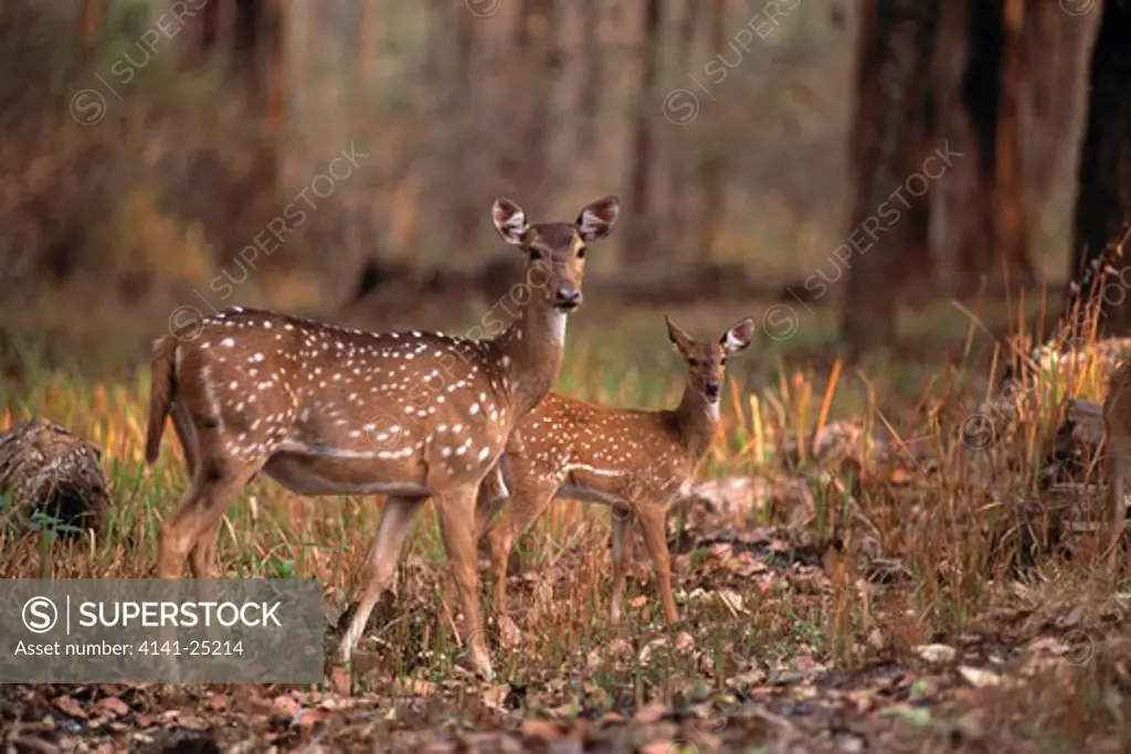 axis or spotted deer or chital axis axis with young, karnataka, india.
