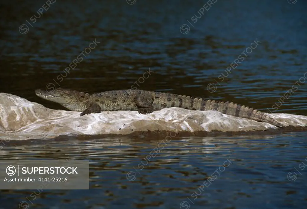marsh crocodile or mugger crocodylus palustris basking karnataka, southern india 