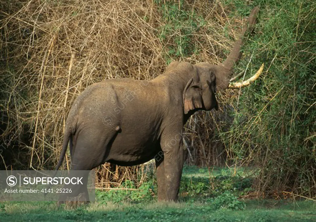 asian elephant elephas maximus large male eating bamboo kabini river, karnataka, southern india