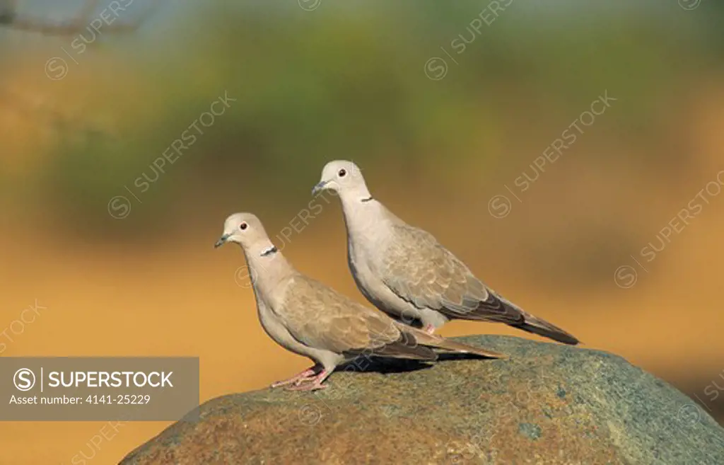 collared dove pair on rock streptopelia decaocto karnataka, southern india.