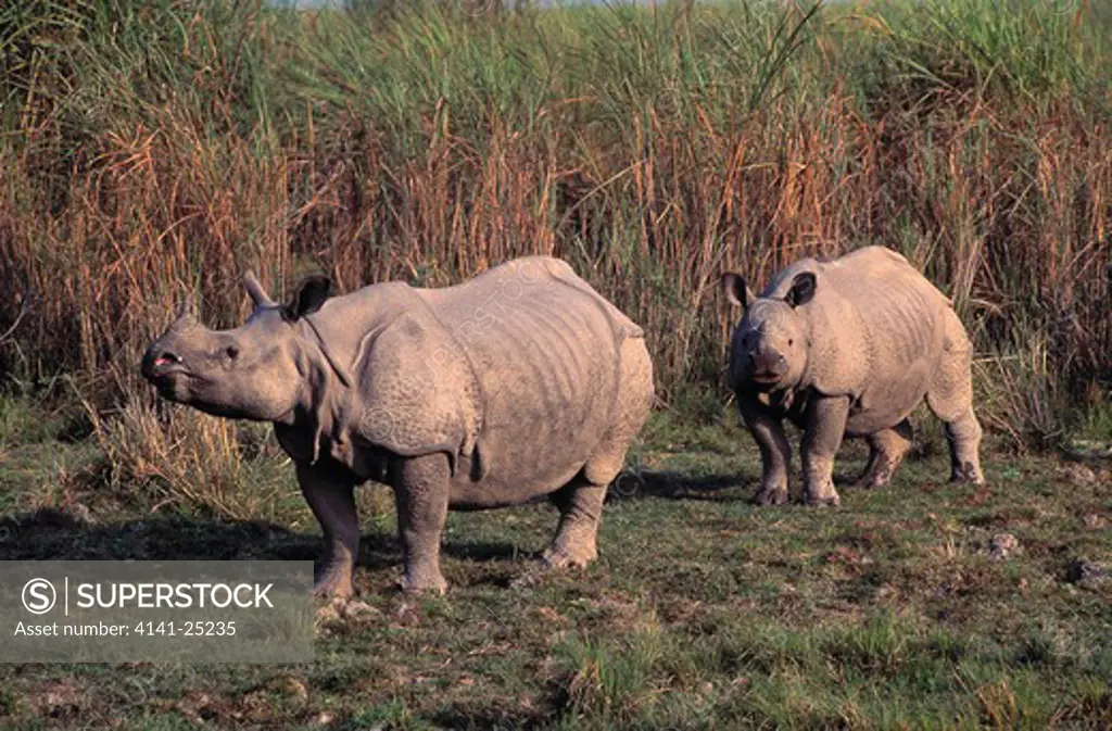 asian one-horned rhinoceros rhinoceros unicornis with well-grown young endangered species 