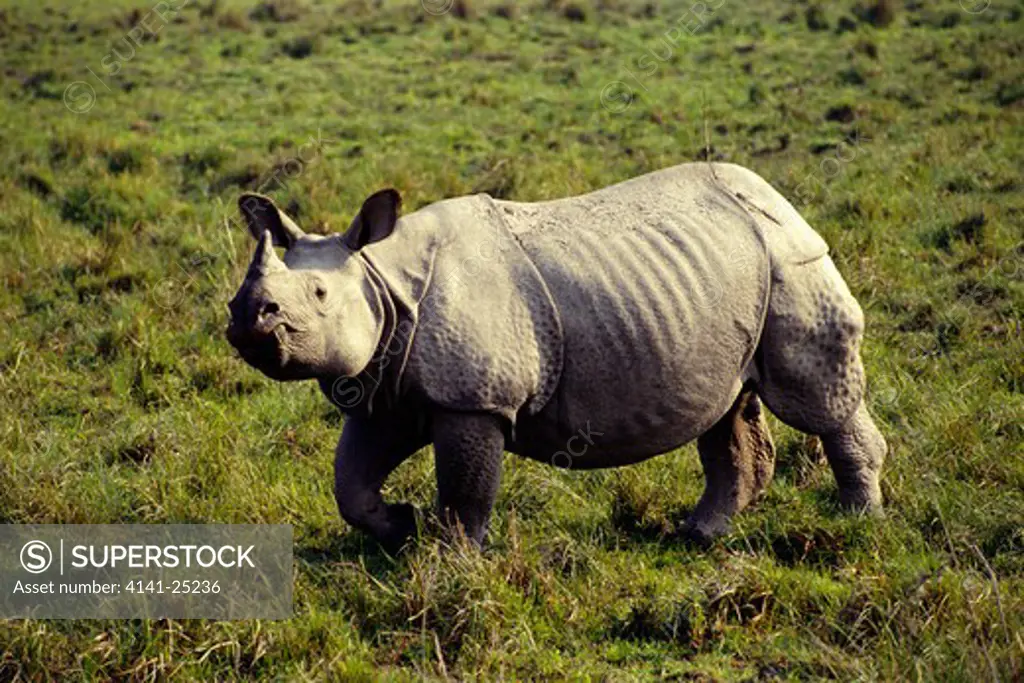 asian rhinoceros rhinoceros unicornis kaziranga national park, assam, india 