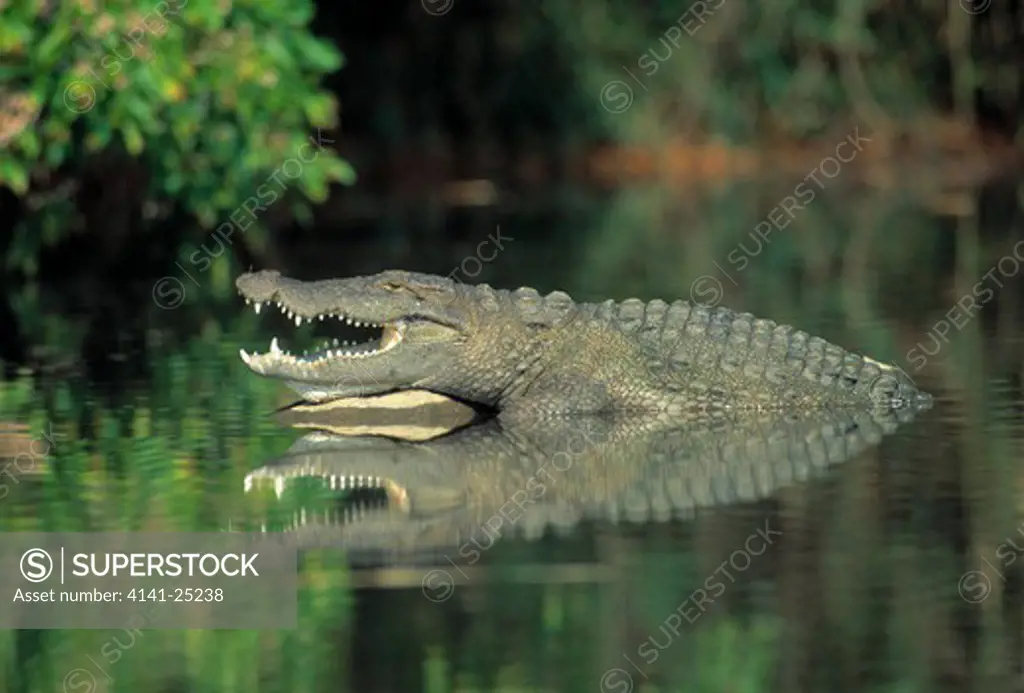marsh crocodile or mugger crocodylus palustris rangatitoo bird sanctuary, karnataka, southern india.
