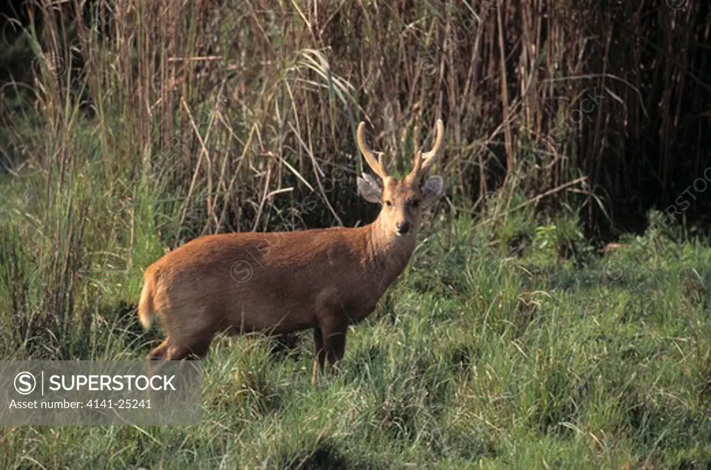 hog deer male axis porcinus kaziranga national park, assam, india