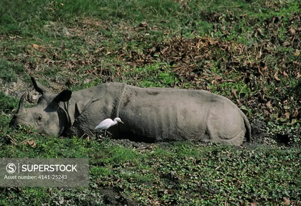 asian one-horned rhinoceros rhinoceros unicornis wallowing, with cattle egret kaziranga national park, assam, india 