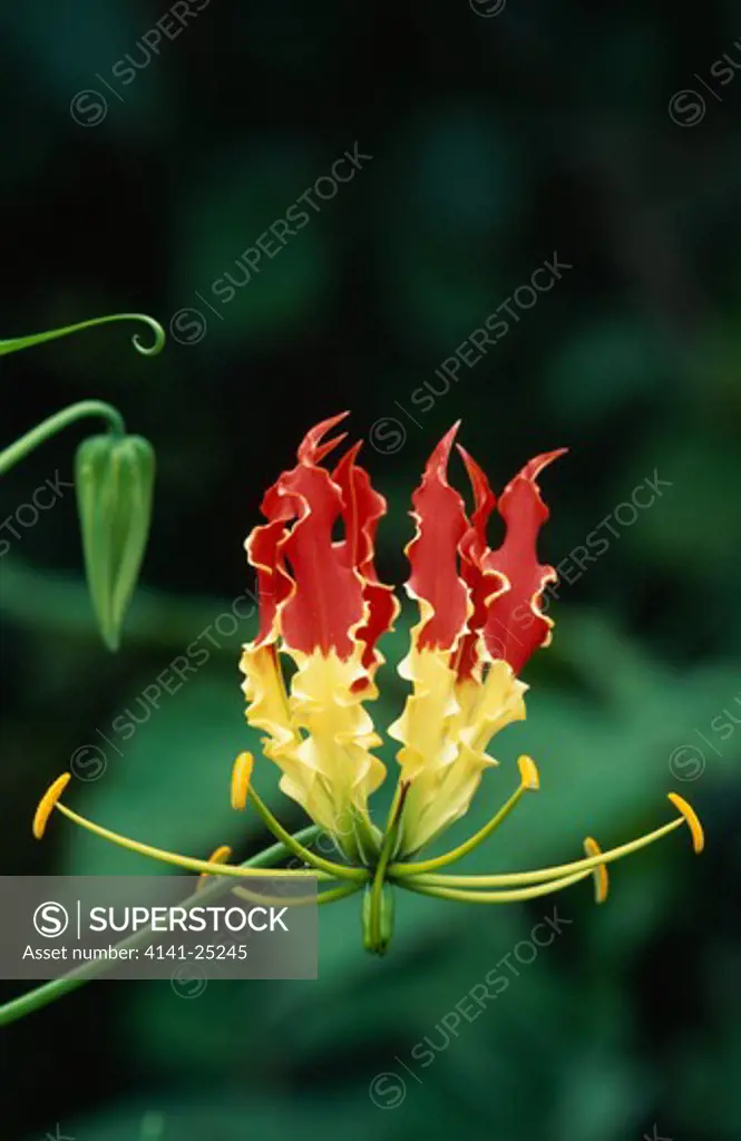 fire lily flower (wild) gloriosa superba karnataka, southern india