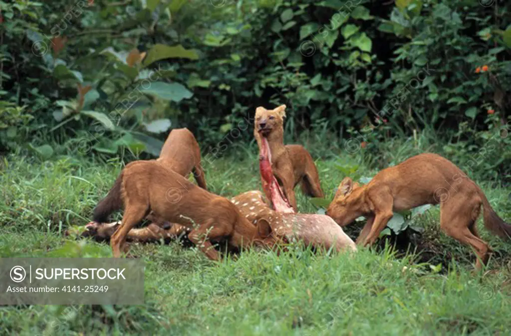 dhole or asian wild dog group cuon alpinus eating chital kill, nagarhole national park, karnataka, india