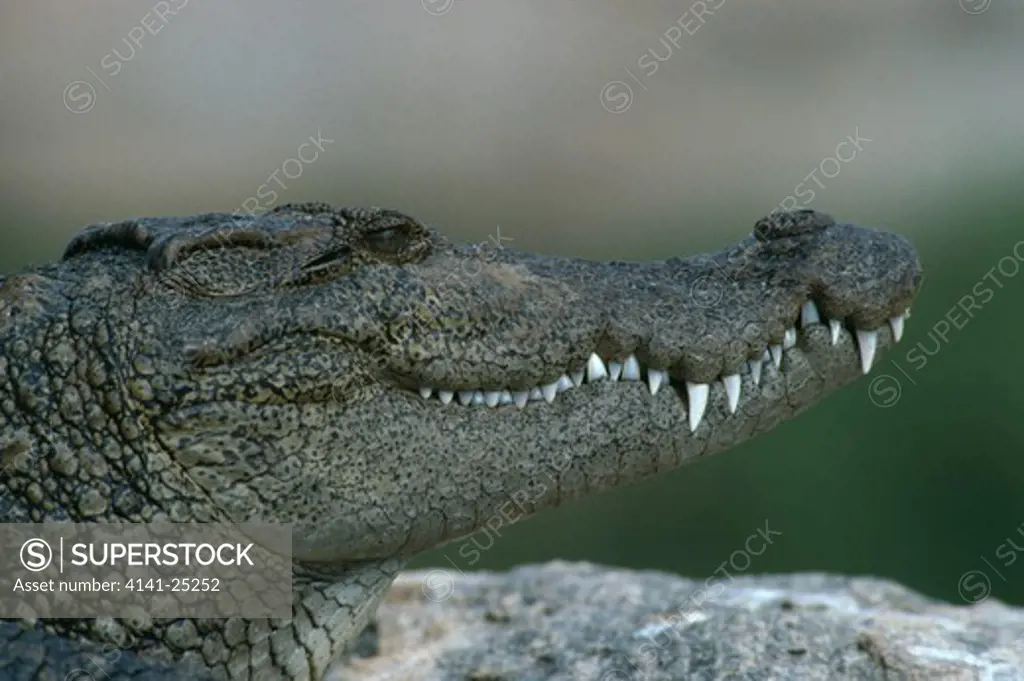 marsh crocodile close-up of head crocodylus palustris ranganthitoo bird sanctuary, karnataka, southern india. 