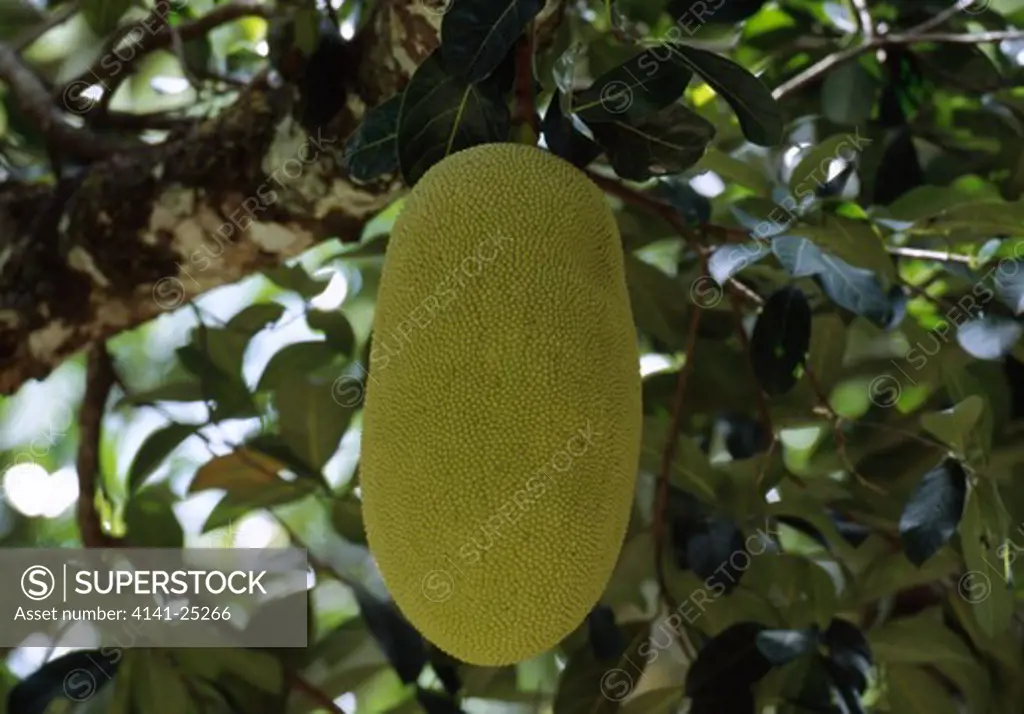 jackfruit artocarpus heterophyllus fruit ripening on tree karnataka, southern india
