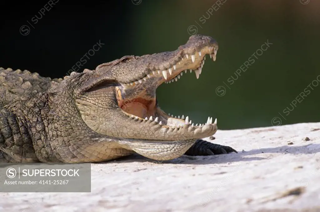 marsh crocodile gaping crocodylus palustris ranganthitoo bird sanctuary, karnataka, southern india